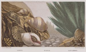 Limpet, Lilla, Slit-Limpet (farve litho) af English School