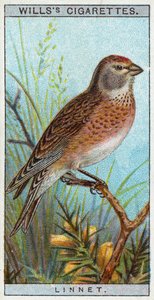 Linnet af English School