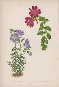 Linum Alpinum; Epilobium Obcordatum (farvelitografi) af English School