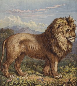 Løve (farve litho) af English School