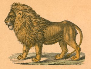 Løve af English School