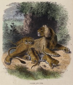 Løvinde og unger (farvet gravering) af English School