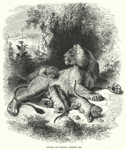Løvinde og hvalpe, Ezekiel XIX (gravering) af English School