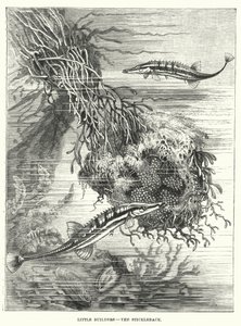 Kleine Baumeister, Der Stichling (Gravur)