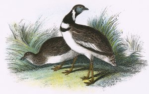 Lille Bustard af English School