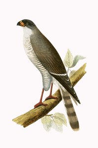 Little Red Billed Hawk, illustration fra 
