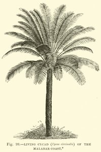 Living Cycad (Cycas circinalis) of the Malabar Coast  af English School