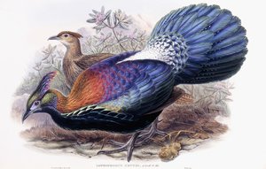 Lophophorus Lhuysii von English School