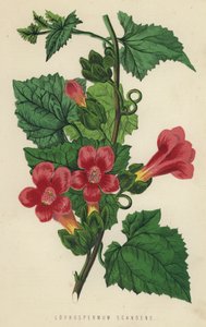Lophospermum Scandens (chromolith) af English School