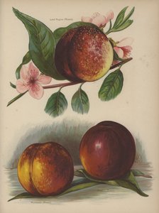 Lord Napier (Rivers), Humboldt (Rivers), Dryden (Rivers) af English School