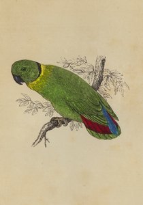 Love Bird (farve litho) af English School