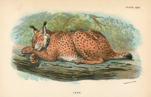 Lynx af English School