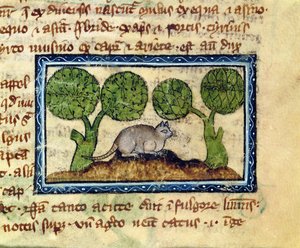 MS 379 f.12r En kat, der sidder på hug på en jordhøj, detalje fra en Bestiary, engelsk af English School