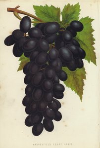 Madresfield Court Grape af English School