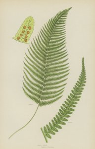 Hanbregne (farve litho) af English School