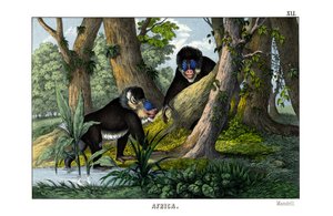 Mandrill af English School