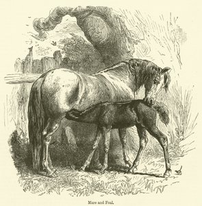 Hoppe og føl (gravering) af English School