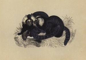 Marmozet (farve litho) af English School