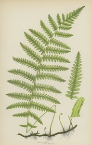 Marsh Fern (farve litho) af English School