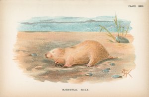 Pungdyr muldvarp af English School