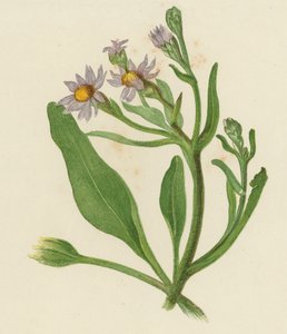 Michaelmas Daisy, Aster Tripolium (farve litho) af English School