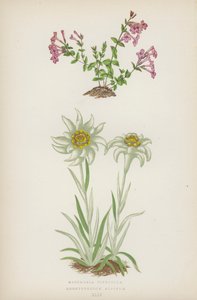 Micomeria Piperella; Leontopodium Alpinum (farvelitografi) af English School