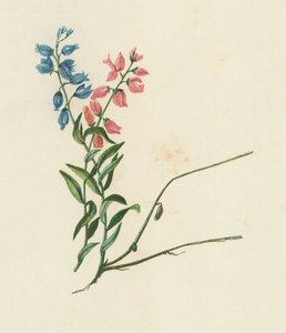 Mælkeurt, Polygala Vulgaris (farvelitografi) af English School
