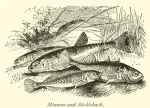 Minnow og Stickleback af English School