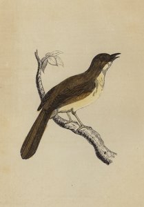 Mocking Bird (farve litho) af English School