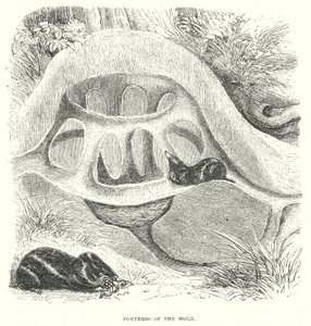 Mole Hill (gravering) af English School