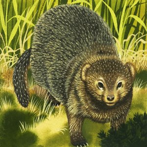 Mongoose af English School