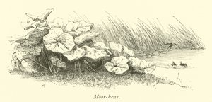 Mosehøns af English School