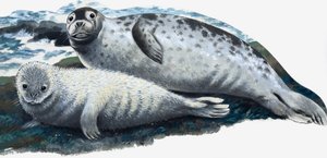 Mor og babysæl af English School