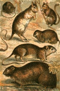 Mus, Jerboa, Rotte, Moskusrotte, Dormus og Markmus af English School