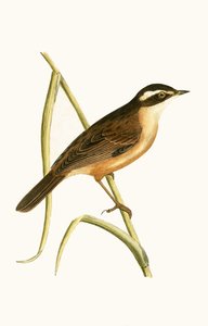 Moustached Warbler, illustration fra 