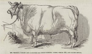 Mr Smiths 3 år og 3/4 måneder gamle korthornede styr, præmie £20 og sølvmedalje (gravering) af English School