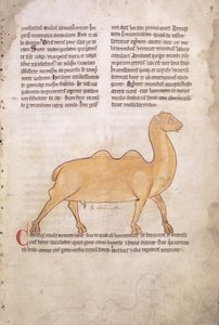 Ms.254 f.9r Kamel fra et bestiarium på latin, engelsk, begyndelsen af det 13. århundrede (manuskript) af English School