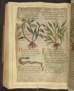 Ms. Cotton Vitellius C.III fol.56v Illustrationer af Petersilie, Cawel og en slange, fra en gammel engelsk urte oprindeligt af Apuleius (123-80AD), tidligt i det 11. århundrede (vellum) af English School