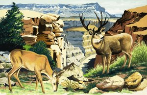 Muldyr i Grand Canyon National Park af English School
