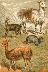 Moskushjort, Lama, Vicuna og Sod Paca af English School