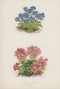 Myosotis Rupicola; Daphne Cneorum (farvelitografi) af English School