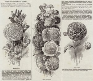 National Floricultural Society (gravering) af English School