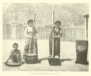 Indfødte på Madagaskar banker ris af English School