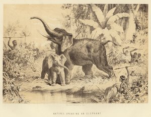 Indfødte, der skyder en elefant af English School
