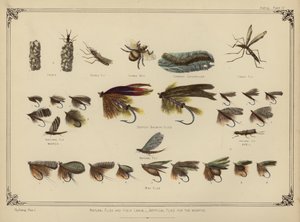 Naturlige fluer og deres larver, kunstige fluer i månederne (farve litho) af English School