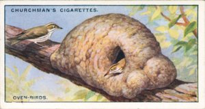 Naturens arkitekter: Ovnfugle (farvelitografi) af English School