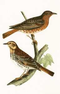 Naumanns Thrush, illustration fra 