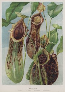 Nepenthes af English School