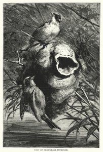 Rede af pungmejse (gravering) af English School