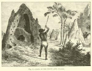 Netze der Weißen Ameisen, Termiten